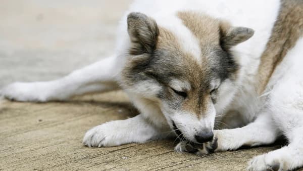 Why is My Dog Chewing Its Paws? Unraveling the Mystery