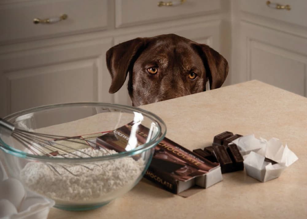 Chocolate Crisis: How to Make Your Dog Vomit Safely