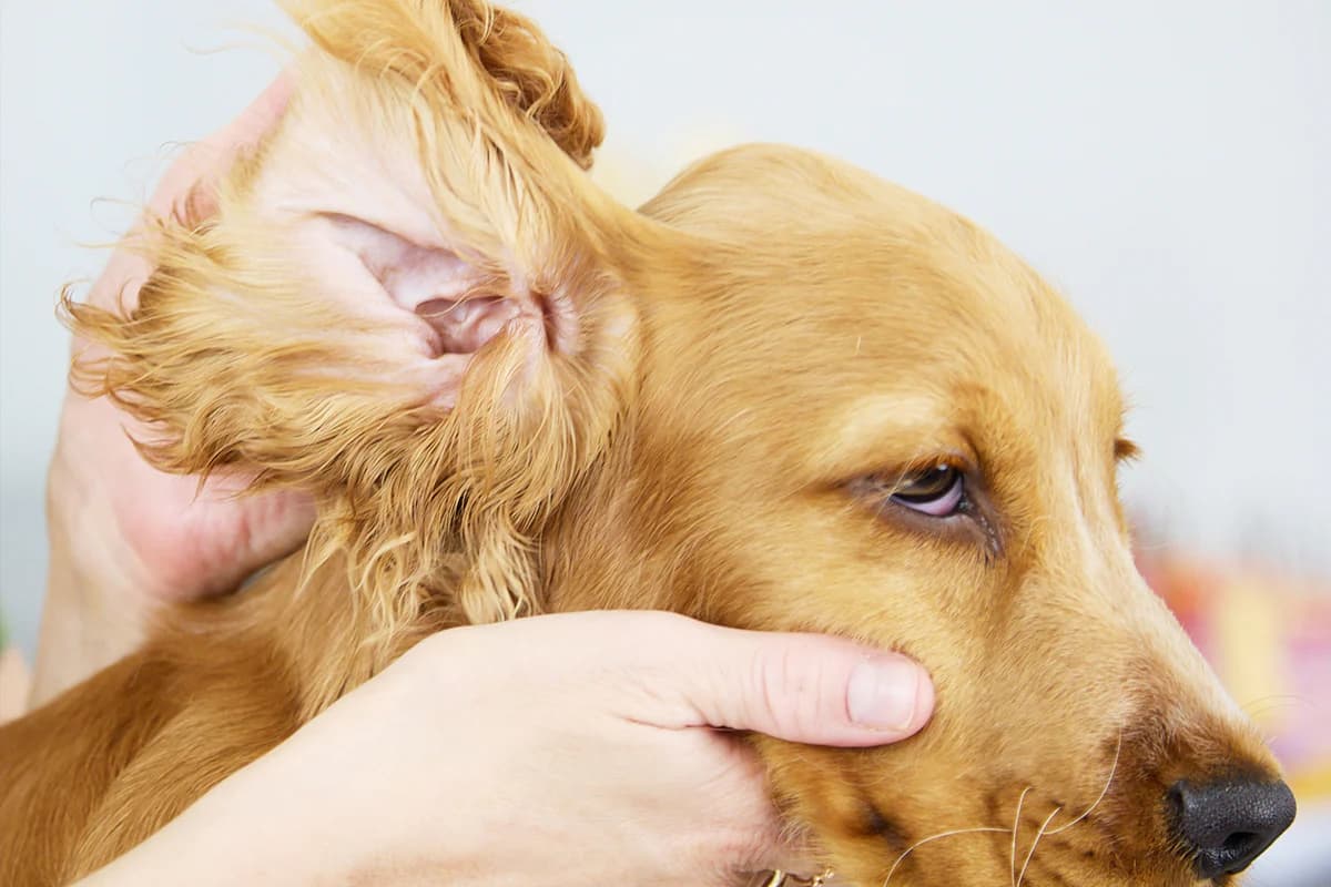 DIY Dog Ear Care: Treating Infections at Home