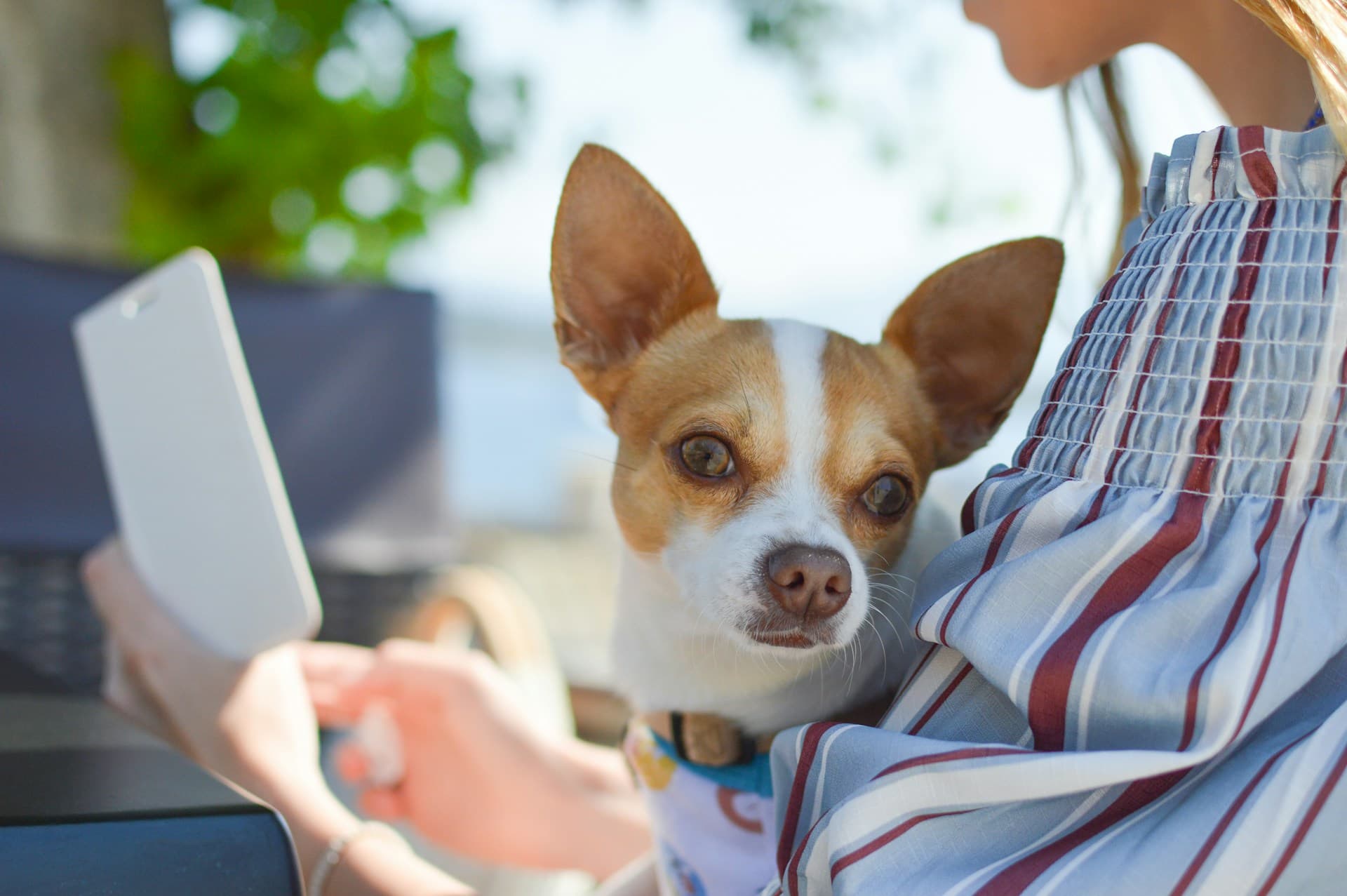 The Health Benefits and Risks of Feeding Bananas to Your Dog