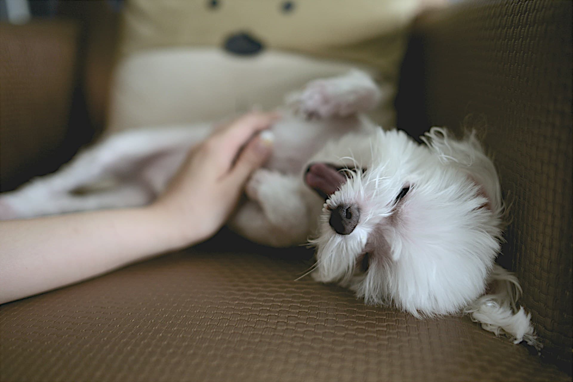 The Safety and Benefits of Feeding Dogs Popcorn: A Guide to Healthy Snacking