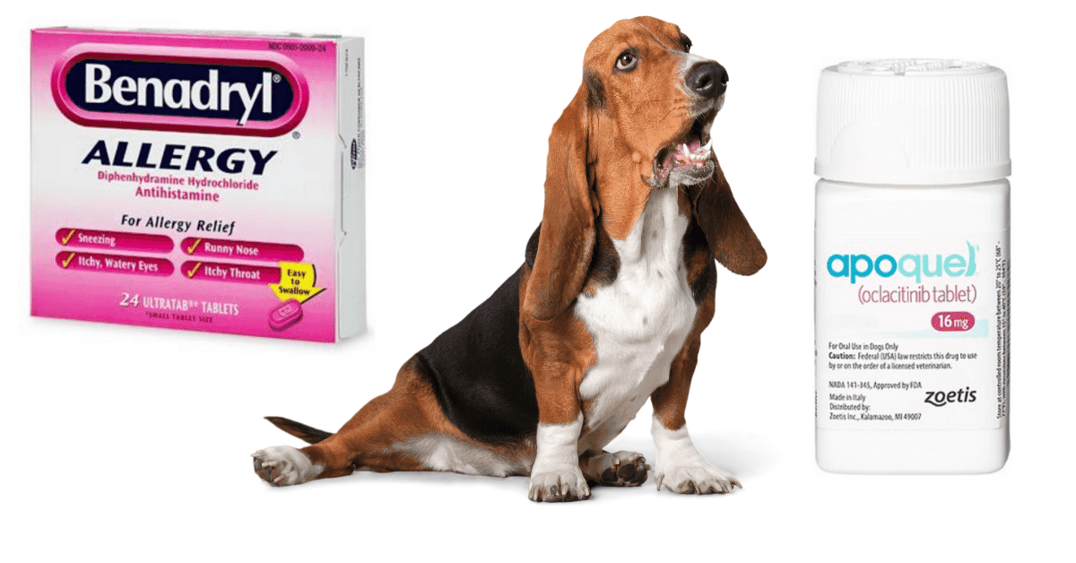 Can You Give Your Dog Benadryl? Here's What You Need to Know