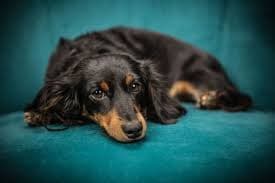 Unveiling the Mystery of Dog Lethargy: Causes, Symptoms, and Solutions