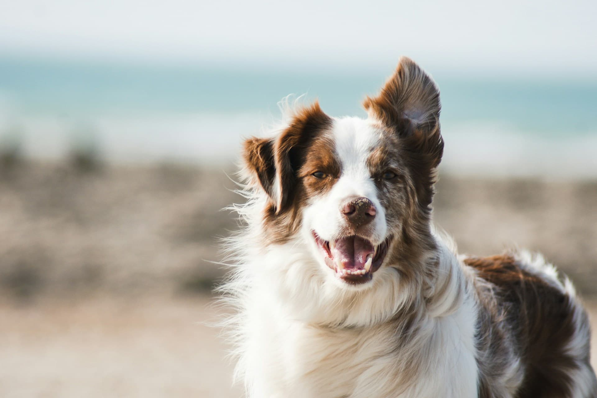 Debunking the Myth: Can Dogs Really Enjoy Oranges?