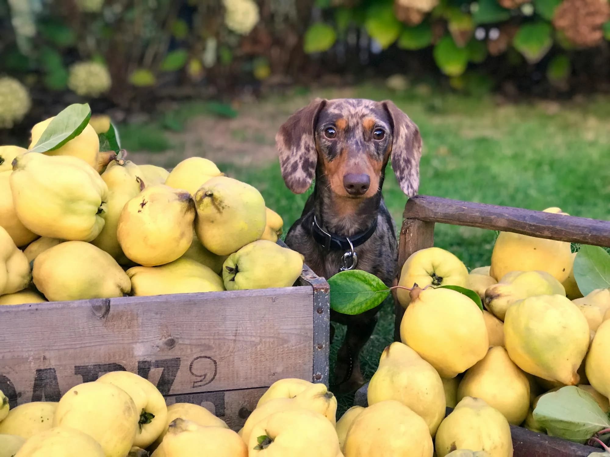 Food as Medicine for Dogs: Natural Healing from the Inside Out