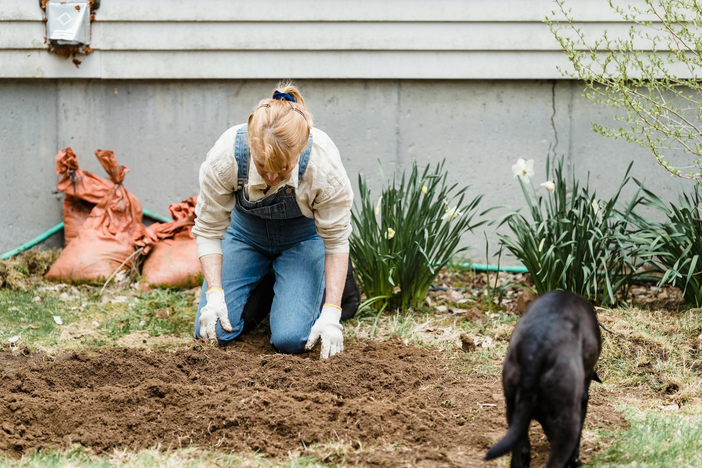 Plants Your Dog Shouldn’t Consume: A Guide to Indoor and Outdoor Hazards