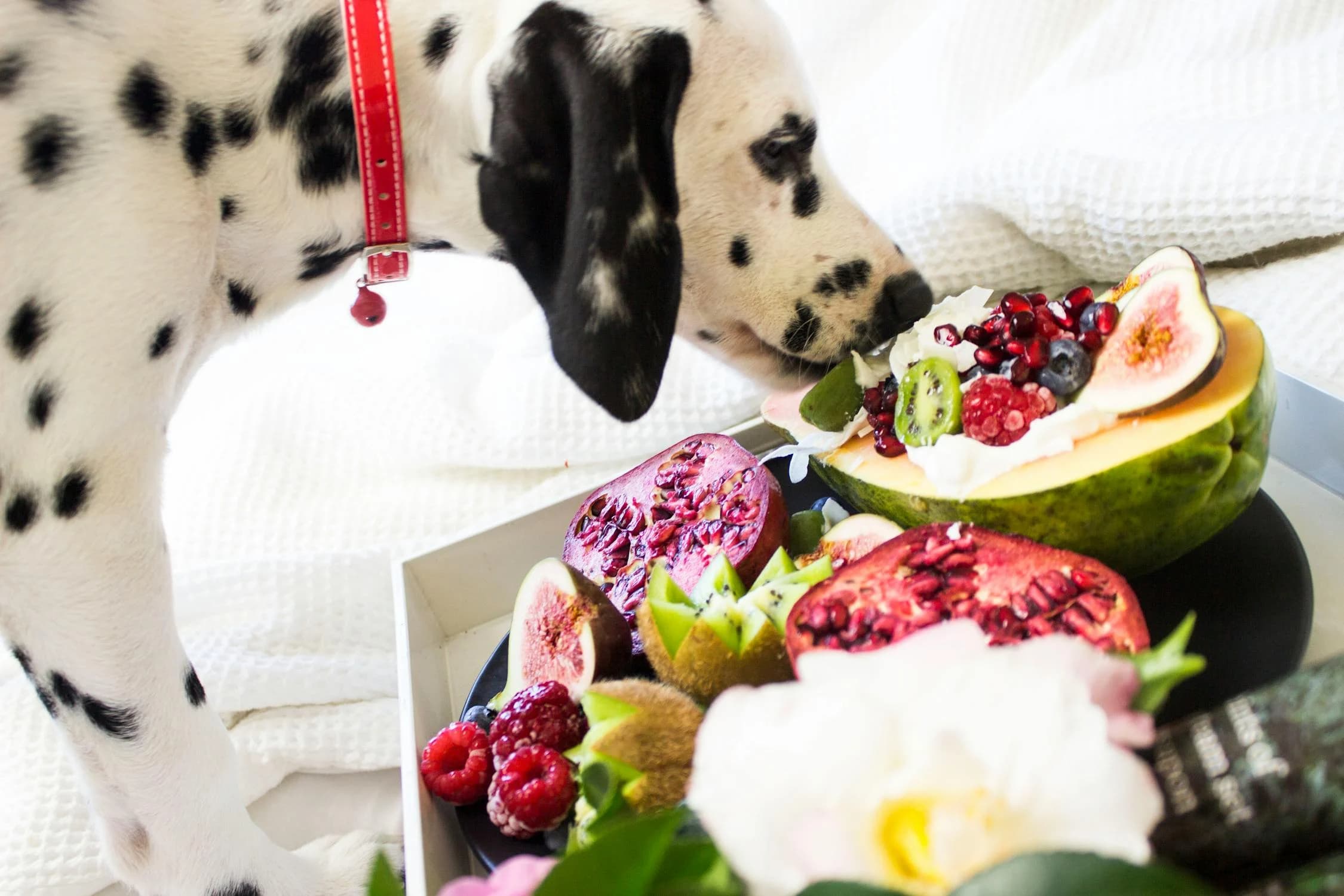Fruits and Veggies Your Dog Can and Should Consume: A Comprehensive Guide